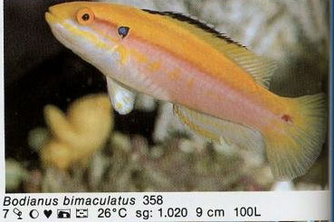 Bodianus bimaculatus